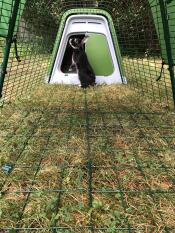 Our lovely rabbit love it's new rabbit hutch.