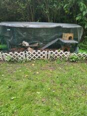 Peanut, stella and luna are thrilled with the Zippi rabbit run, which has a length of approx. 2.44 m with the extension packs!