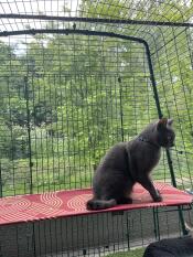 Smooky takes full advantage of the outdoors 
