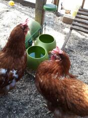 Eglu Cube stand drink and feeder