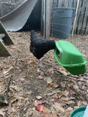 Chicken investigating feeder