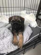 Peggy enjoying her Omlet crate