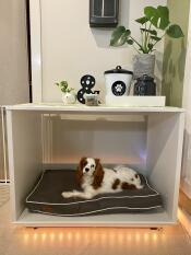 Small dog sat on a dog bed inside a home