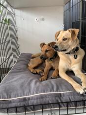 Two dogs sharing a Fido Studio dog crate.