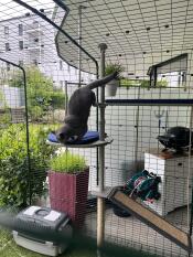 Great for jumping and relaxing😻
