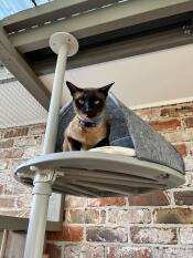 Lola in my he cat cave