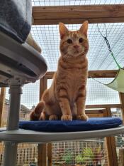 An orange cat standing on a shelf with a blue cushion, on his outdoor cat tree