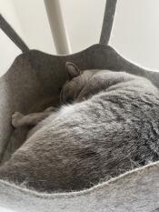 A grey cat restfully sleeping in the hammock of his indoor cat tree