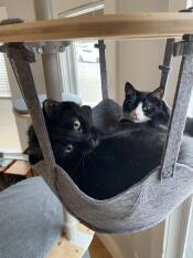 Santa and noodle in the hammock together