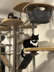 Our cats love the cat tree!