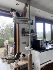 We are very happy with the outdoor climbing pole. it is now in the kitchen until the cats can Go to the run outside. this way, we can enjoy the climbing pole all seasons. we will probably expand it in the future.