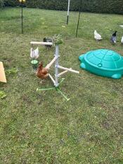 Freestanding chicken perch 