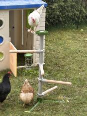 They love this chicken tree