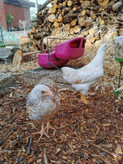 Chicken pecking at Omlet Poppy peck toy treat holder
