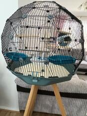 Cage - new set up