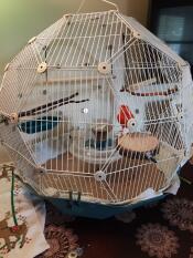 Omlet Geo bird cage with white cage and teal base