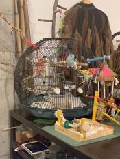 A bird inside his cage that has many accessories