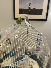 Happy budgies