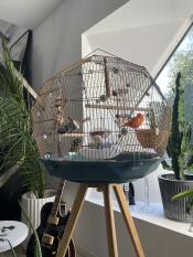 A Geo bird cage next to a window.