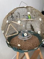 Geo bird cage with two budgies with Gold cage and teal base