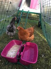 Food and water stand