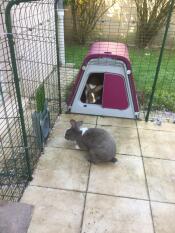 Omlet purple Eglu Go rabbit hutch connected to Omlet outdoor rabbit run with rabbits