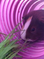 Cappuccino loves te guinea pig play tunnel and feels totally comfortable in it!!