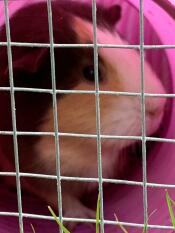 This is cappuccino and she is a fan of the Omlet play tunnel x