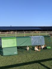 Happy chickens!