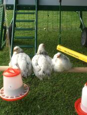 Chickens on Omlet universal chicken perch in run of Eglu Cube large chicken coop