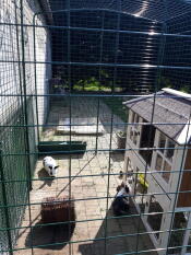 Rabbit hutch and rabbits in Omlet walk in rabbit run