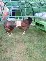 Two chickens pecking food from their hanging peck toy