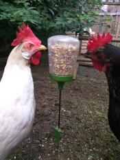 Two chicken pecking at an Omlet peck toy.