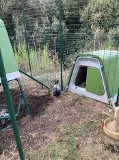 An Eglu Go attached to a low rise chicken ru.