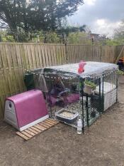 Eglu Go rabbit connection large enclosure