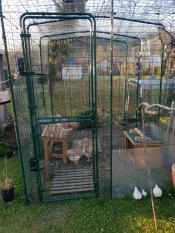 A walk in run with chicken inside