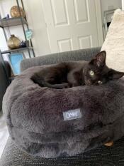 Kora the kitten loving her new bed!