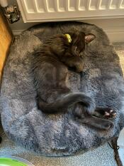 Kora the kitten loving her new bed!