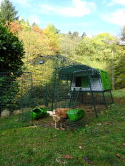 Autumn is settling down around our chicks and their big Eglu Cube ;-)