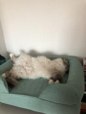 Orséis and his sofa 