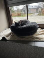 Smooky loves his donut basket