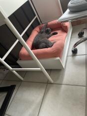 A grey cat playing in his pink bolster bed