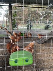 Love my Eglu Cube feeders and so do my chooks!