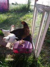 Chickens in run