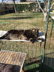 Cat laying on Omlet fabric cat shelf in Omlet catio