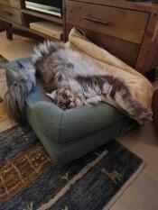 A maine coon cat stretching in his green bolster bed