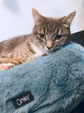 Our beautiful marGot loves her new bed, it’s much better than the ironing pile it has replaced!