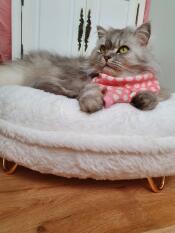 Cat sitting on Omlet Maya cat donut bed with Gold hairpin feet