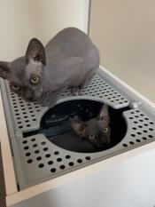 Two cats and their litter box