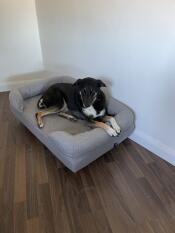 A dog laying on his grey bolster bed